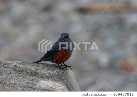 Bulbul 109487011