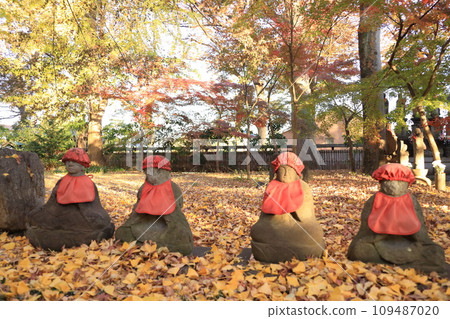 Autumn leaves at Kuhonbutsu Joshinji Temple in Setagaya Ward 109487020