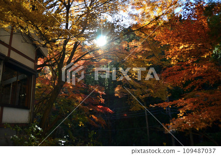 Saitama Prefecture, Chichibu City, Kagemori Temple 28th Stone Dragon Mountain, Hashidate Hall in late autumn color Saitama Prefecture, Chichibu City, Kagemori Temple 28th Stone Dragon Mountain, Hashidate Hall in late autumn color 109487037