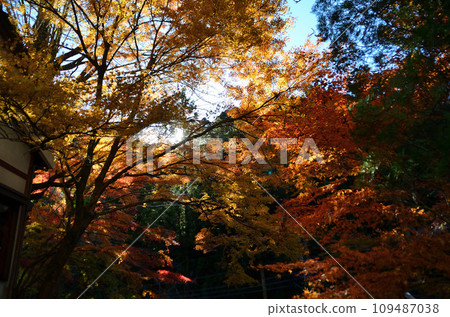 埼玉縣秩父市景森寺二十八石龍山、深秋色彩的橋立堂 109487038