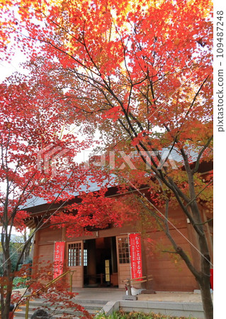 Autumn leaves of Kuhonbutsu Joshinji Temple, Setagaya-ku, Tokyo, Enmado Temple 109487248
