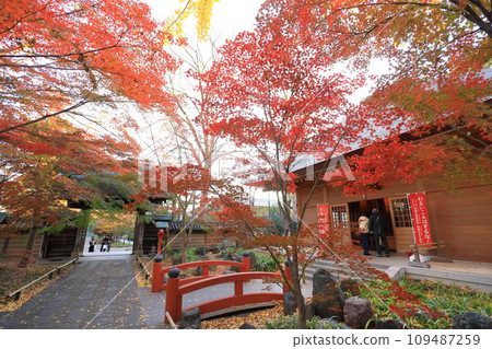東京都世田谷區九本佛上心寺的秋葉、圓間寺 東京都世田谷區九本佛上心寺的秋葉、圓間寺 109487259