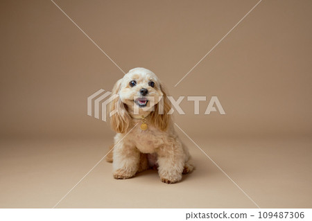 玩具貴賓犬工作室肖像 109487306