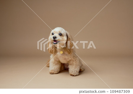 Toy Poodle Studio Portrait 109487309