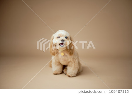 Toy Poodle Studio Portrait Toy Poodle Studio Portrait 109487315