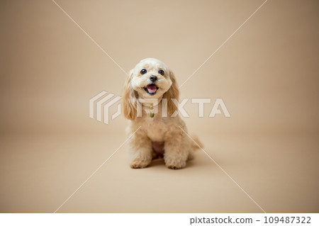 Toy Poodle Studio Portrait Toy Poodle Studio Portrait 109487322