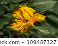 Unopened sunflower bud close-up 109487327