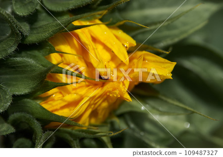 Unopened sunflower bud close-up 109487327