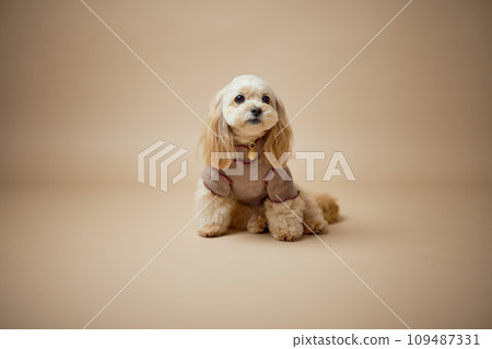 玩具貴賓犬工作室肖像 109487331