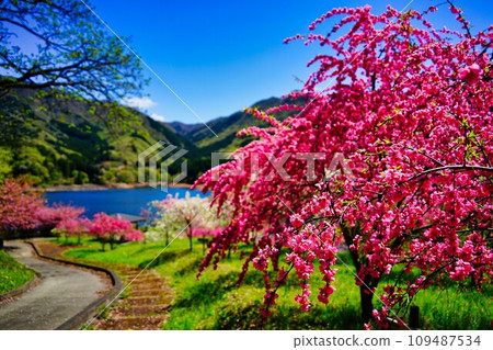 Landscape with flower peach Landscape with flower peach 109487534