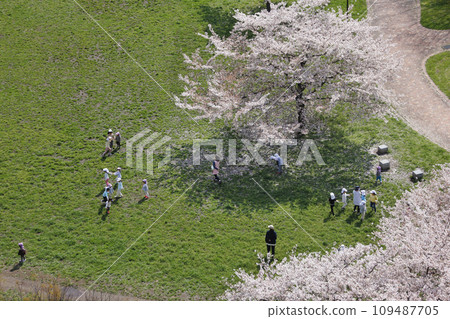 幼兒園的孩子們被盛開的櫻花吸引,熱鬧非凡。櫻花之櫻公園突然被活潑的孩子們的聲音吵醒,變得熱鬧起來。 幼兒園的孩子們被盛開的櫻花吸引,熱鬧非凡。櫻花之櫻公園突然被活潑的孩子們的聲音吵醒,變得熱鬧起來。 109487705
