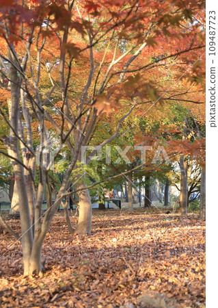 東京世田谷區九本佛上心寺的秋葉 東京世田谷區九本佛上心寺的秋葉 109487723