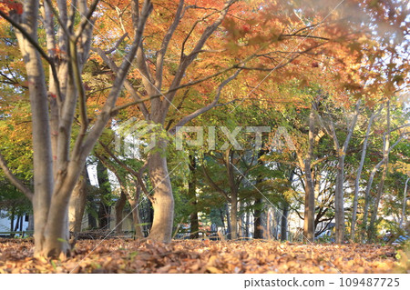 東京世田谷區九本佛上心寺的秋葉 東京世田谷區九本佛上心寺的秋葉 109487725