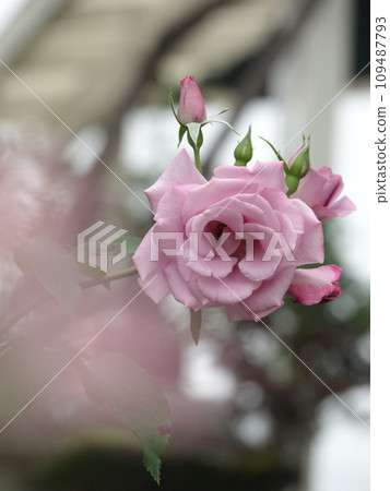 purple rose rose purple rose rose 109487793