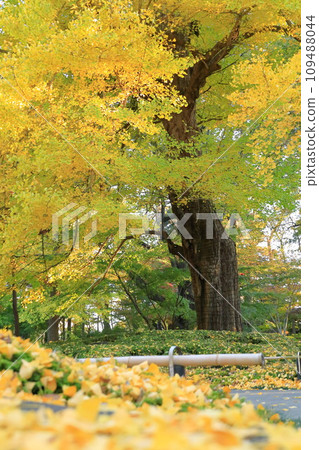 Setagaya Ward Autumn leaves at Kuhonbutsu Joshinji Temple Ginkgo at Kuhonbutsu 109488044