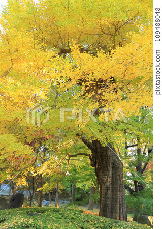 Setagaya Ward Autumn leaves at Kuhonbutsu Joshinji Temple Ginkgo at Kuhonbutsu 109488048