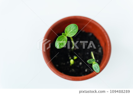 This is a photo of a small plant in a terracotta pot with two leaves on a white background. This is a photo of a small plant in a terracotta pot with two leaves on a white background. 109488289