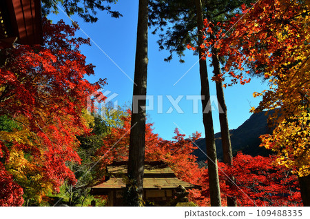 Saitama Prefecture, Chichibu City, Kagemori Temple 28th Stone Dragon Mountain, Hashidate Hall in late autumn color Saitama Prefecture, Chichibu City, Kagemori Temple 28th Stone Dragon Mountain, Hashidate Hall in late autumn color 109488335