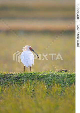 風景與日本宜必思飯店 109488889