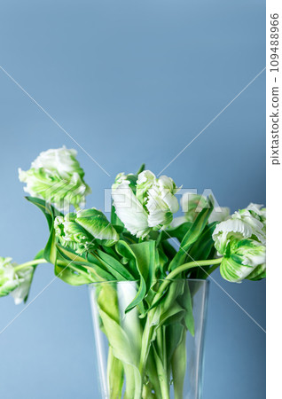 Bunch of Parrot Style Tulips 109488966