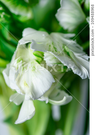 Bunch of Parrot Style Tulips 109488968