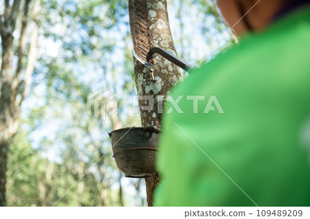 Asian rubber farmers tapping rubber in the rubber plantation Asian rubber farmers tapping rubber in the rubber plantation 109489209