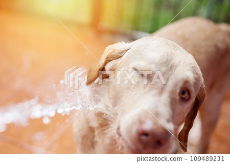 Dog hygiene theme Dog hygiene theme 109489231