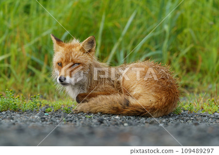 海邊的紅狐，北海道可愛的野生動物 109489297