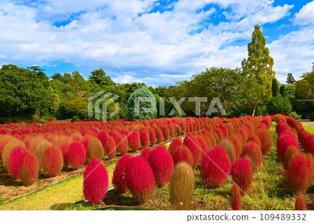 Deep blue sky and bright red kochia (Shimizu Park) Deep blue sky and bright red kochia (Shimizu Park) 109489332