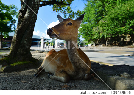 Deer resting in the shade of a tree on a midsummer day in Miyajima Deer resting in the shade of a tree on a midsummer day in Miyajima 109489606