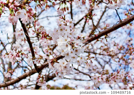 [Tokyo] Asakusa in spring, cherry blossoms and blue sky at Sumida Park 109489716