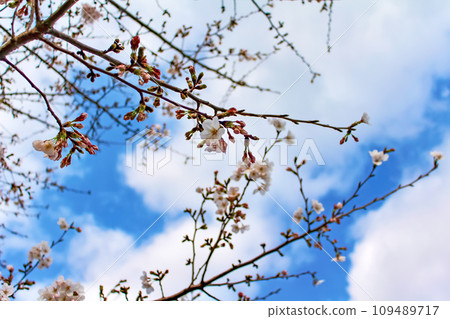 [Tokyo] Asakusa in spring, cherry blossoms and blue sky at Sumida Park 109489717