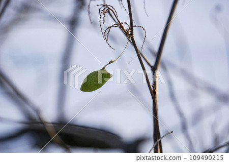 The shell of a Ustabiga pupa swaying in the wind on a snowy field The shell of a Ustabiga pupa swaying in the wind on a snowy field 109490215