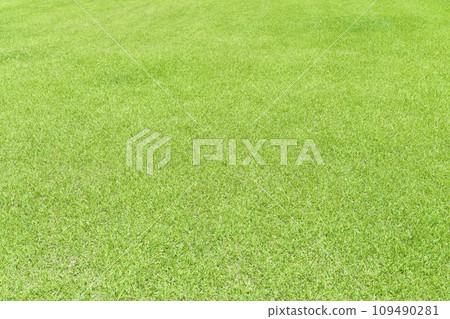 美麗的綠色草坪 109490281