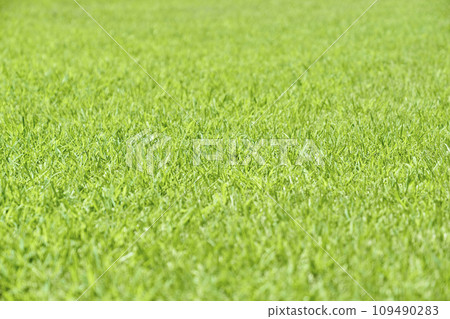 美麗的綠色草坪 109490283
