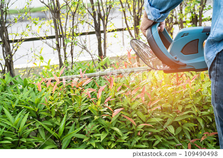 Woman taking care and growing plants, Hobby planting home garden, ornamental pruning. 109490498