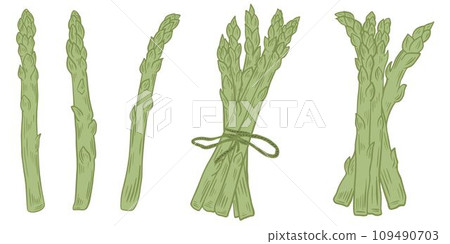 Asparagus hand engraved set vector illustration Asparagus hand engraved set vector illustration 109490703