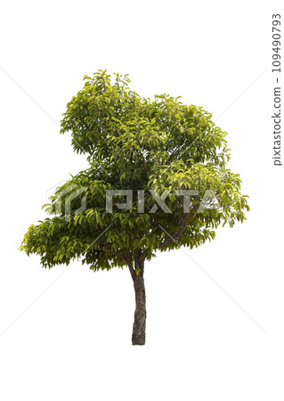 Big tree isolated on white background Big tree isolated on white background 109490793