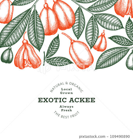 Hand drawn sketch style ackee banner. Organic fresh food vector illustration. Retro exotic fruit design template. Engraved style botanical background. Hand drawn sketch style ackee banner. Organic fresh food vector illustration. Retro exotic fruit design template. Engraved style botanical background. 109490890