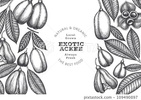 Hand drawn sketch style ackee banner. Organic fresh food vector illustration. Retro exotic fruit design template. Engraved style botanical background. 109490897