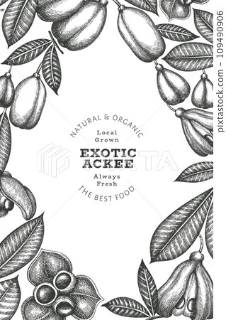 Hand drawn sketch style ackee banner. Organic fresh food vector illustration. Retro exotic fruit design template. Engraved style botanical background. Hand drawn sketch style ackee banner. Organic fresh food vector illustration. Retro exotic fruit design template. Engraved style botanical background. 109490906