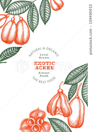 Hand drawn sketch style ackee banner. Organic fresh food vector illustration. Retro exotic fruit design template. Engraved style botanical background. Hand drawn sketch style ackee banner. Organic fresh food vector illustration. Retro exotic fruit design template. Engraved style botanical background. 109490910