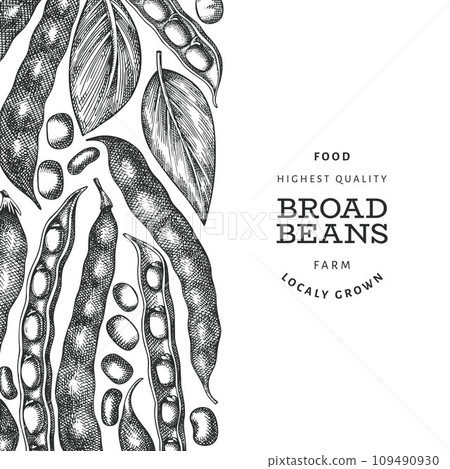Hand drawn broad beans design template. Organic fresh food vector illustration. Retro pods illustration. Engraved botanical style cereal background. 109490930