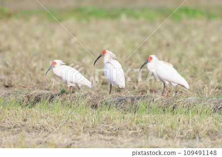 Landscape with a Japanese ibis Landscape with a Japanese ibis 109491148
