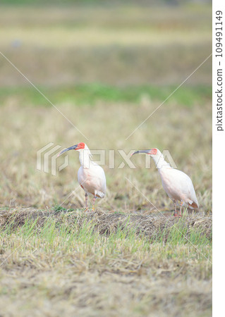 風景與日本宜必思飯店 109491149