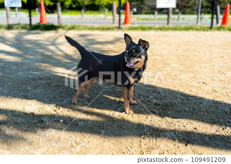 狗狗跑（吉娃娃迷你別針） 109491209