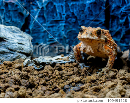 Miyako toad close-up copy space Miyako toad close-up copy space 109491328