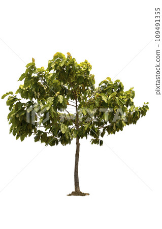 A big tree isolated on white background A big tree isolated on white background 109491355