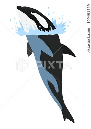 Orca animation in water. Cartoon animal design. Ocean mammal orca isolated on white background. Whale killer jumping, predator fish illustration 109491569