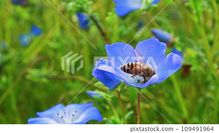 Honeybee sucking nectar of nemophila 109491964